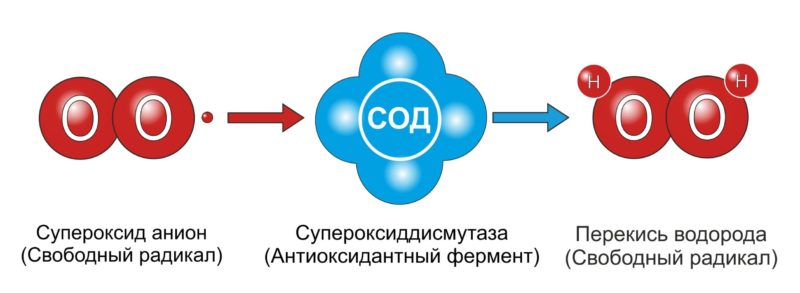 антиоксидантная защита